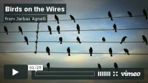birdvid