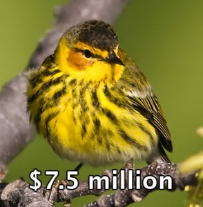 warbler