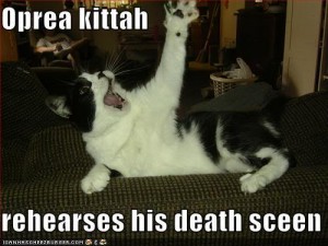 Cat-CatShoutingOperaKittyRehearsesH (1)